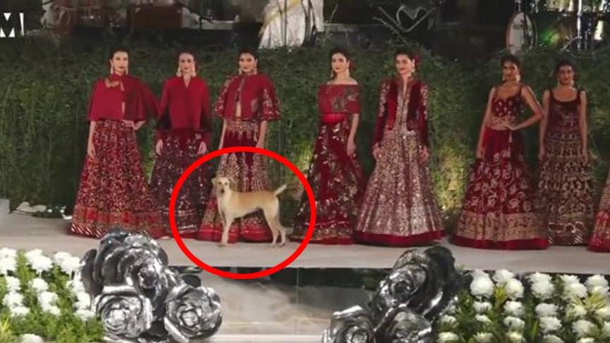 Tasarımcı Rohit Bal defilesine sokak köpeği damga vurdu